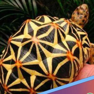 Sri Lankan Star Tortoise for sale