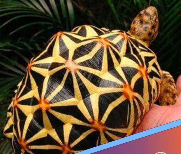 Sri Lankan Star Tortoise for sale