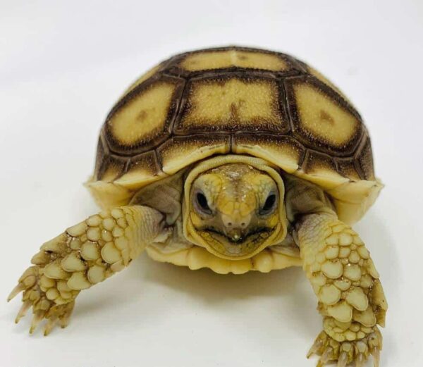 Sulcata tortoise
