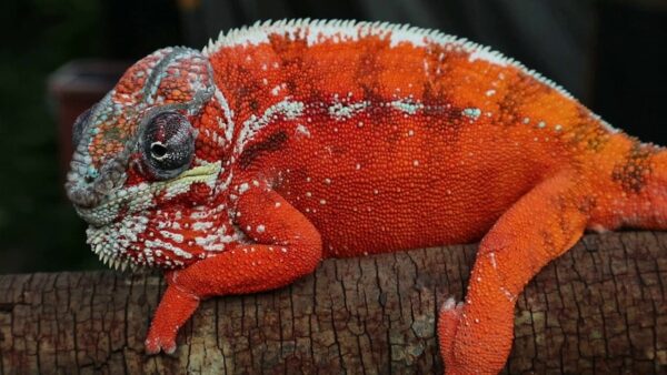 Tamatave Panther Chameleon for sale