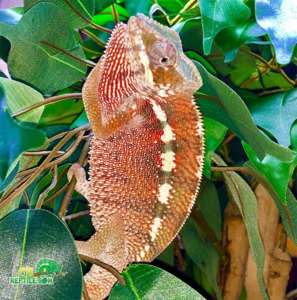 Tamatave Panther Chameleon for sale