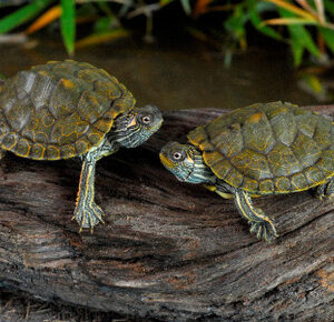 Texas Map Turtle