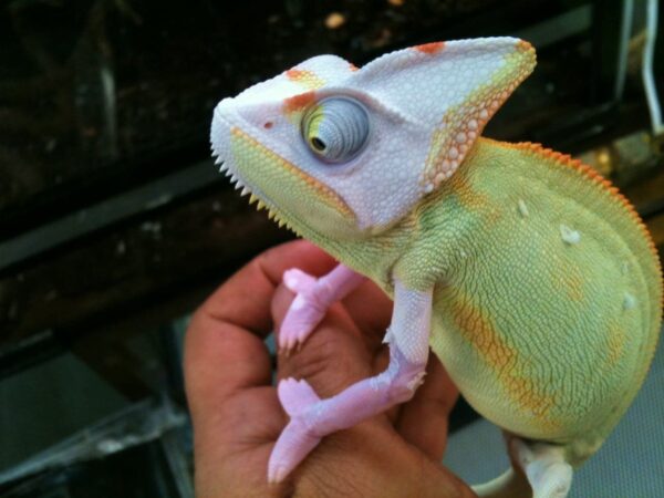Translucent Veiled Chameleon