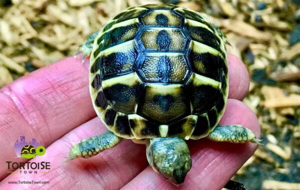 Tuscan Western Hermann's tortoise