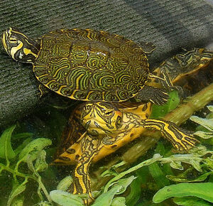 Yellow Bellied Slider
